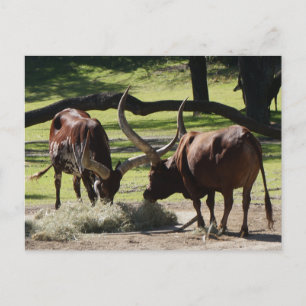 Ankole Cattle #2-2 Postcard Postkarte