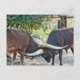 Ankole Cattle Fighting Postkarte