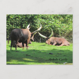 Ankole Cattle Postkarte