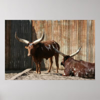 Ankole-Watusi Cattle Poster