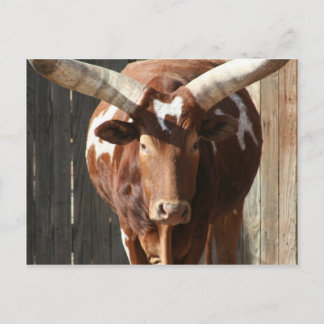 Ankole-Watusi-Lenker mit riesigen Hörnern Postkarte