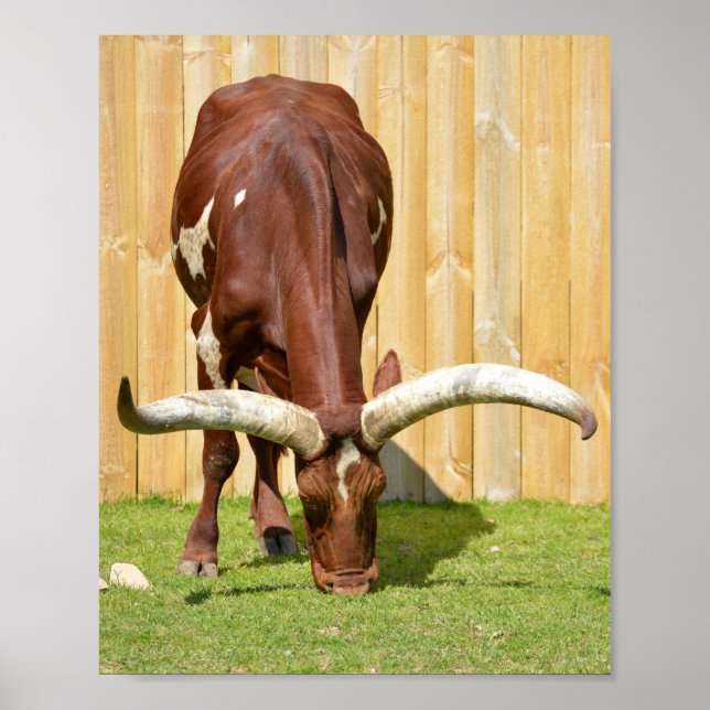 Ankole-Watusi Weideland Poster (Vorne)