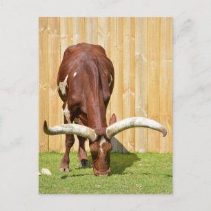 Ankole-Watusi Weideland Postkarte
