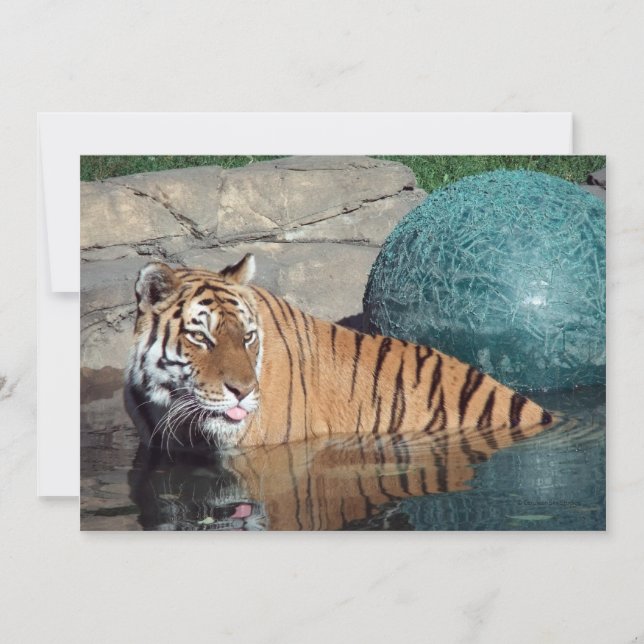 Ankündigung bengalischer Tiger-Anpassungen (Vorderseite)