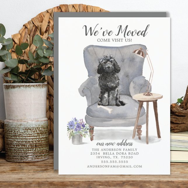 Ankündigung der Black Cockapoo-Bewegung (Von Creator hochgeladen)