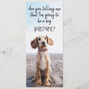 Ankündigung von Big Brother/Sister Pet Schwangersc