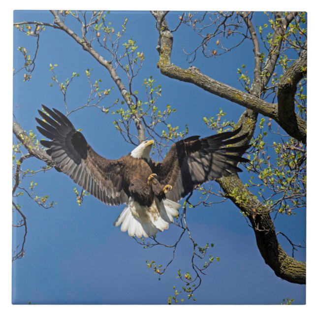 Anlandeansatz Fliese (Vorderseite)