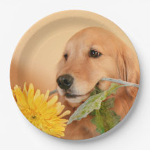 Anlass-goldener Retriever-Hund mit Blume