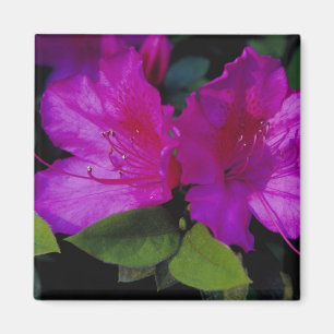 ANMERKUNG USA, Georgien, Savannah. Azalea in der B Magnet