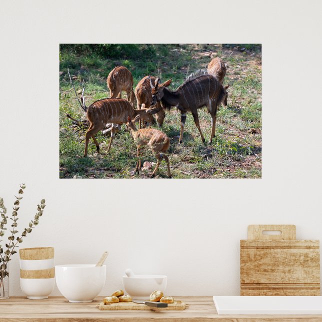 Anmutige Nyala-Antilope in Afrika Poster (Küche)