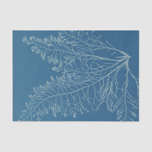Anna Atkins Botanical Study Seidenpapier (Vorderseite)
