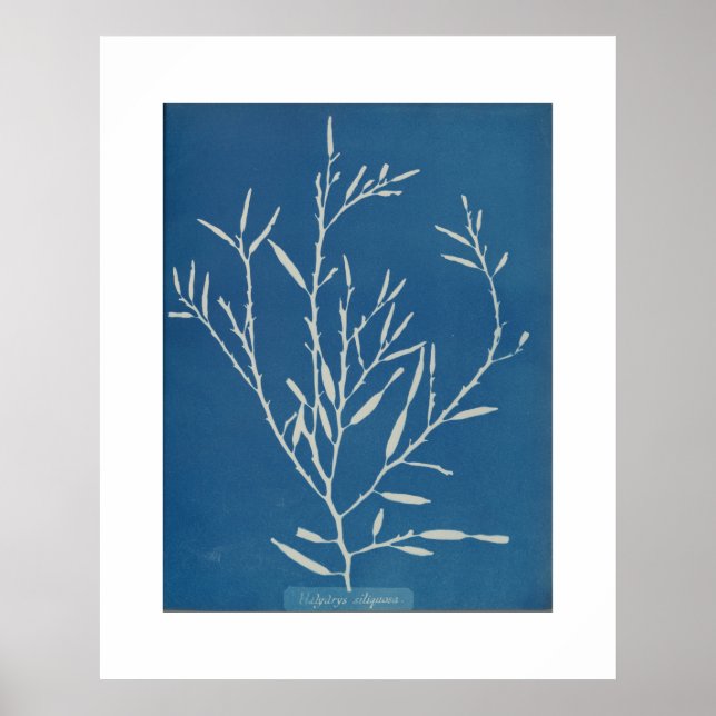 Anna Atkins: Botanisches Vintages Foto Poster (Vorne)