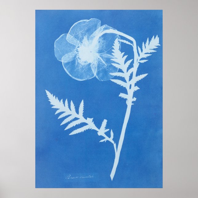ANNA ATKINS POSTER (Vorne)
