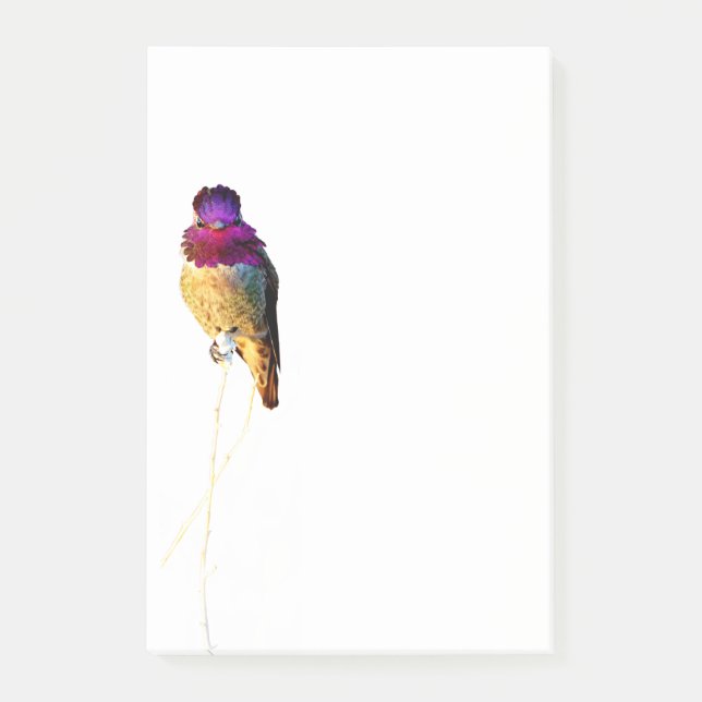 Anna Hummingbird Foto 4x6 Notepad Post-it Klebezettel (Vorderseite)