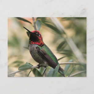 Anna-Hummingbird-Foto Postkarte