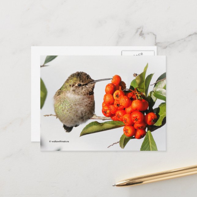 Anna Hummingbird mit Orange Pyracantha Berries Postkarte (Vorderseite/Rückseite Beispiel)
