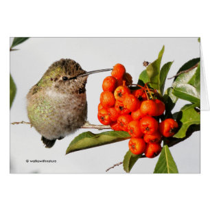 Anna-Hummingbird-Posen mit der Pyracantha