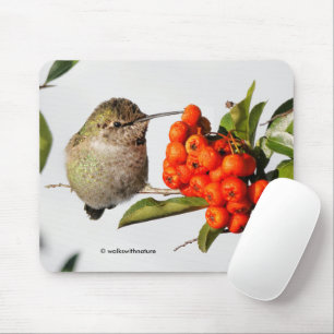 Anna-Hummingbird-Posen mit der Pyracantha Mousepad