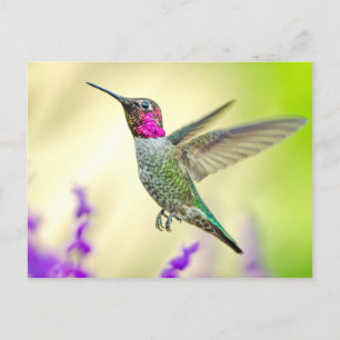 Anna’s Hummingbird in Flight Postkarte