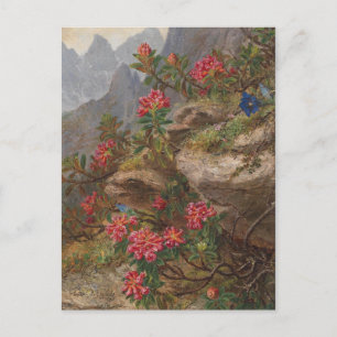 Anna Stainer-Knittel Vintage Alpen-Blume Postkarte