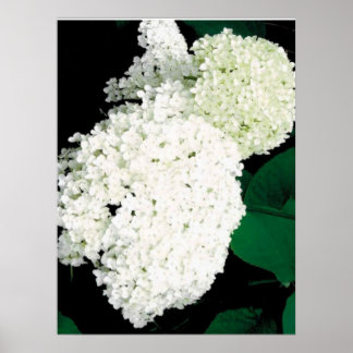 ANNABELLE HORTENSIE POSTER