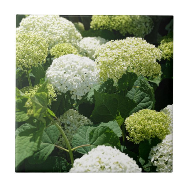 Annabelle Hydrangea-Blüten Fliese (Vorderseite)