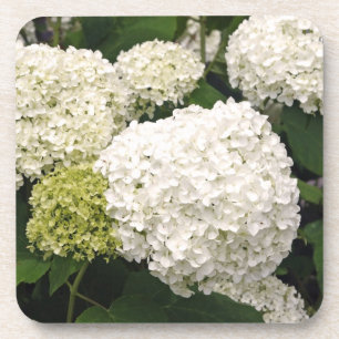 Annabelle Hydrangea Getränkeuntersetzer