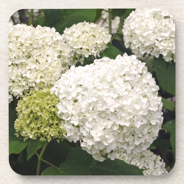 Annabelle Hydrangea Getränkeuntersetzer (Vorderseite)