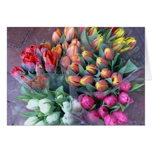 Annapolis-Tulpen (Vorderseite (Horizontal))