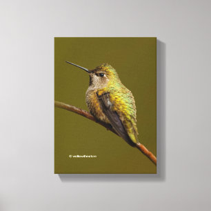 Anna's Hummingbird auf der Scarlet Trumpetvine Leinwanddruck