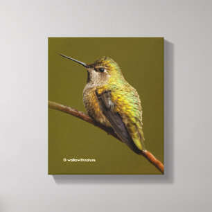 Anna's Hummingbird auf der Scarlet Trumpetvine Leinwanddruck
