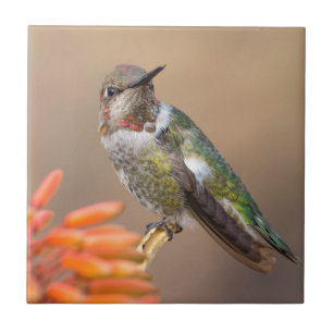 Anna's Hummingbird auf Orange Aloe Blossom Fliese