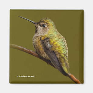 Anna's Hummingbird auf Scarlet Trumpetvine Magnet