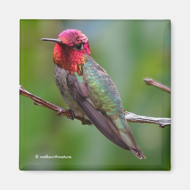 Anna's Hummingbird: Dieser König trägt eine rosa K Magnet (Vorne)