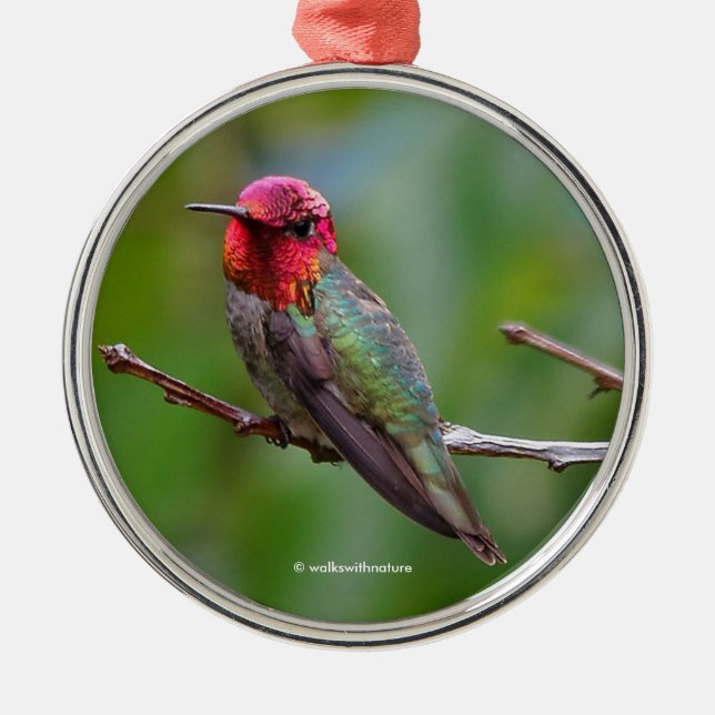Anna's Hummingbird: Dieser König trägt eine rosa K Ornament Aus Metall (Vorne)