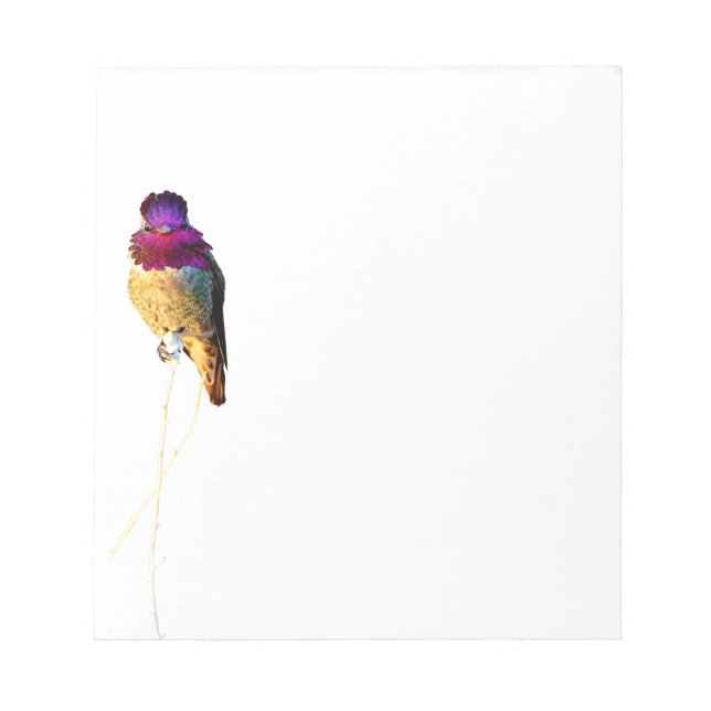 Anna's Hummingbird Foto Notepad Notizblock (Vorderseite)