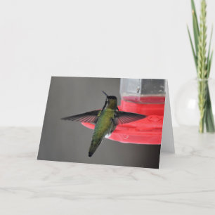 Anna's Hummingbird Framework Art Card Karte