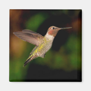 Anna's Hummingbird im Flight Magnet