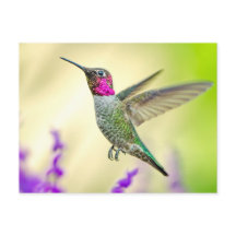 Anna's Hummingbird im Flug