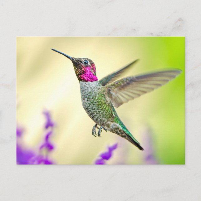 Anna's Hummingbird im Flug Postkarte (Vorderseite)