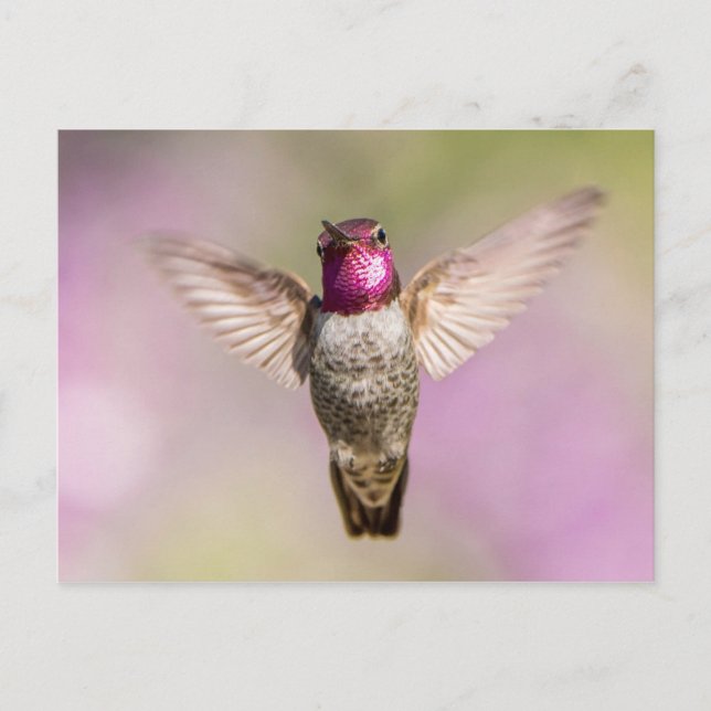 Anna's Hummingbird im Flug Postkarte (Vorderseite)