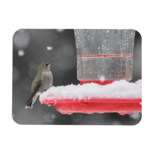 Anna's Hummingbird im Schnee Magnet