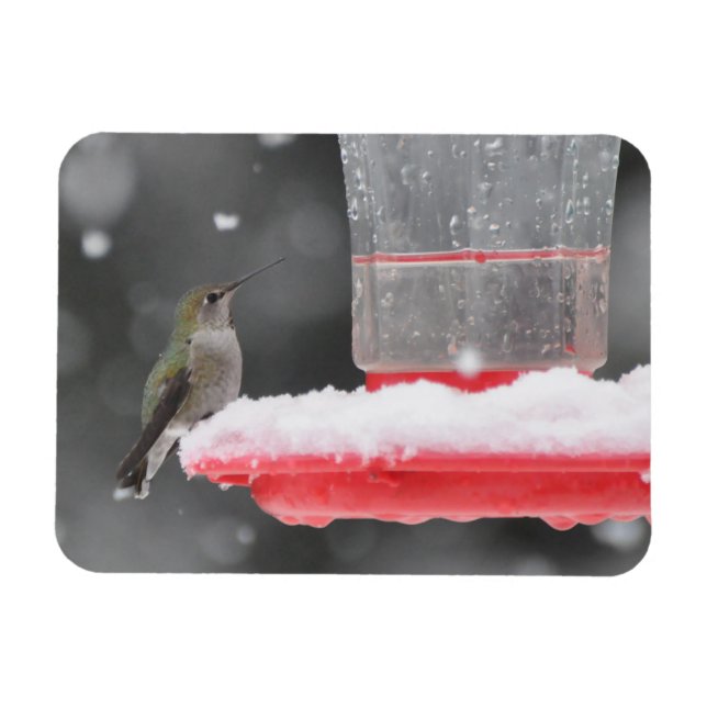 Anna's Hummingbird im Schnee Magnet (Horizontal)