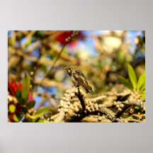 Anna's Hummingbird, Kalifornien, 36x24 Foto
