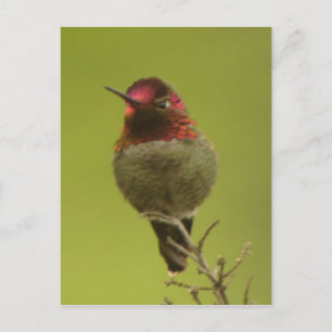 Anna's Hummingbird Postcard Postkarte
