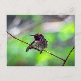 Anna's Hummingbird Postkarte