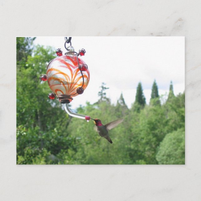 Anna's Hummingbird Postkarte (Vorderseite)