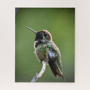 Anna's Hummingbird Puzzle