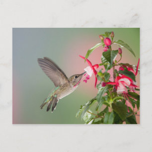 Anna's Hummingbird und Fuschia Postkarte
