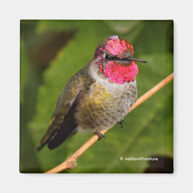 Anna's Hummingbird und Sein rosa Gorget Magnet (Vorne)